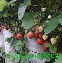 Harga Bibit Strawberry Mencir